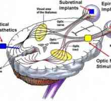 Vidnega živca. Anatomska fiziološke lastnosti