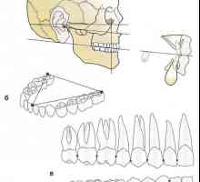 Dental, alveolarni in bazalni arch. ugriz