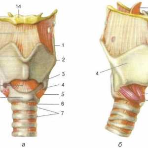 Anatomija grla
