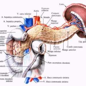 Anatomija in fiziologija trebušne slinavke