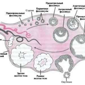 Anatomija in fiziologija ženskega reproduktivnega referenčnega sistema