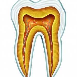 Anatomija in razvoj človeških zob
