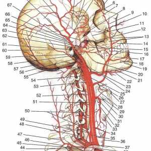 Arterijami glave in vratu. Žile First Division