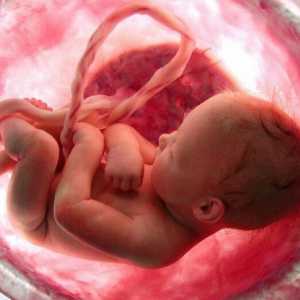 Glistami med nosečnostjo, zdravljenje Askariaza pri nosečnicah