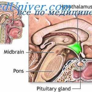 Stimulacija hipotalamusu. Funkcija limbični sistem nagrajevanja