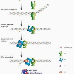 Družinski proteini mutl, mutS in cdk v razvoju jajčnih celic. mutacije