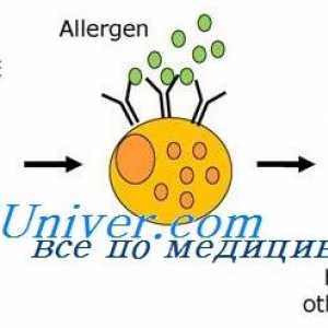 Pogovor (anamneza) za alergije na otroka. Identifikacija alergena