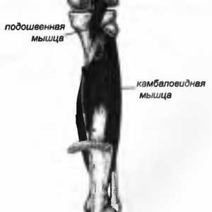 Bolečine v hrbtu, ki ga mišice soleus povzroča