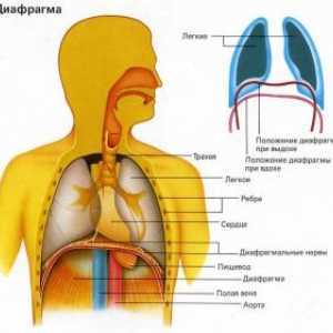 Membrana bolezni: diafragmatit, kloničnih krč membrane (kolcanje), paraliza zaslonke, preponska…