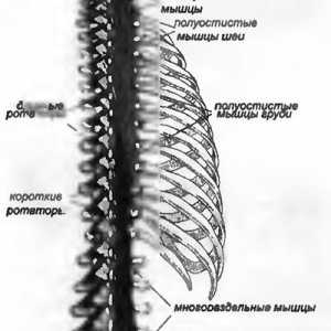 Bolečine v hrbtu, ki so jih globoko paraspinal mišic povzroča