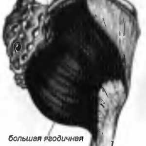 Bolečine v hrbtu, ki jih je gluteus maximus povzroča