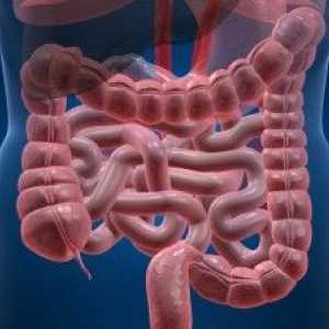 Kaj se zgodi v črevesni dysbacteriosis?