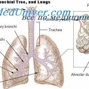 Tlak kisika v alveolarne plinu. Potreba po skupni pljučne ventilacije