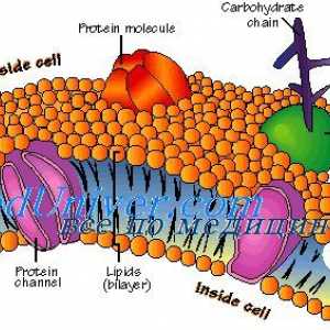 Celične membrane. Struktura celične membrane
