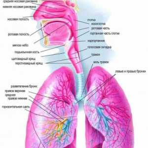 Diagnoza in diferencialna diagnoza pljučnice