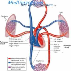 Pljučna obtok. Anatomija pljučne promet