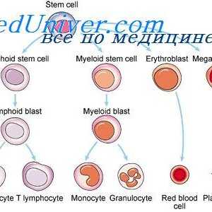 Diferenciacija limfnih celic. limfopoietično