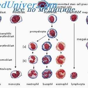Diferenciacija plazmoblasta. In ne-limfatične celice
