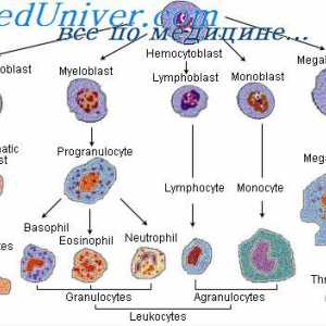 Razlikovanje izvornih celic. Diferenciacija granulocitne celic