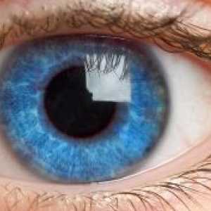 Dinamika rasti in razvoja človeškega očesa