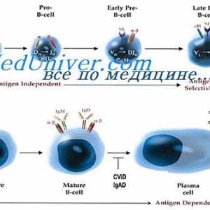 Trajanje mRNA protiteles. Vpliv na sintezo imunoglobulinov mRNA