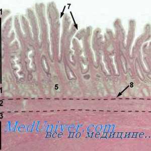 Pred rojstvom razpok membran. Prenatalna diagnoza pretrganja membran.