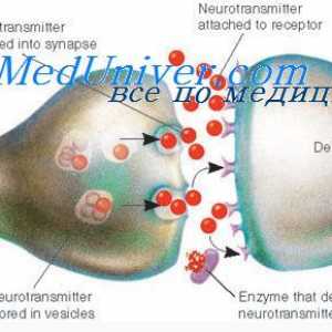 Mediator presinaptičen membrana. postsinaptični membrana