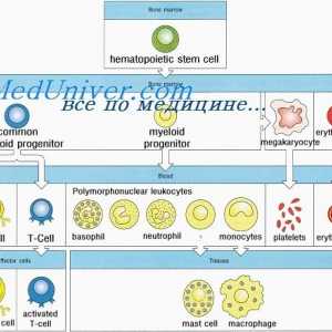 Oblikovanje imunitete v plod. pri novorojenčku limfopoietično