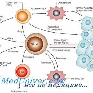 Formacija NK-fetalni imunske celice. T-limfocitni funkcijski imunost