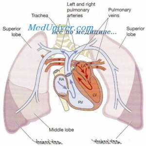 Tok območje v pljučih. Sorte pljučne pretok krvi