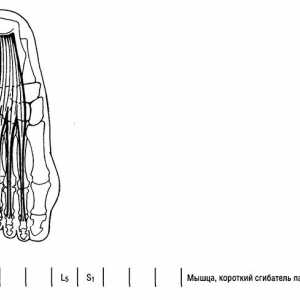 Funkcionalni testi spodnjih okončin mišičnih interfalangealnih sklepov prstov