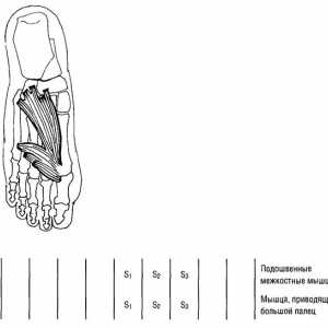 Funkcionalna mišic spodnjih testov okončin oddanih in umik iz prstov