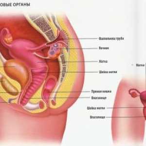 Delovanje ženskega reproduktivnega sistema pri otrocih