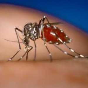 Denga hemoragična mrzlica: simptomi, patogen