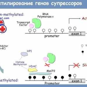 Genetsko vtisnjenje in DNA metilacije pri regulaciji intestinalne funkcije
