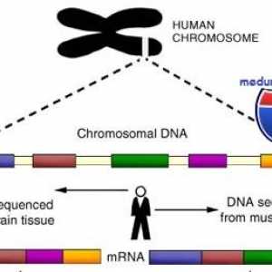 Geni in človeški kromosom. struktura
