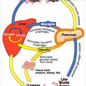 Glukagon in glukoneogeneza. Ureditev izločanje glukagona