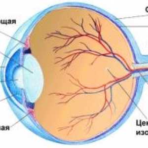 Človeško struktura oko