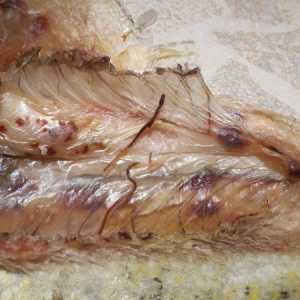 Worms (helminti helmintoze) v ribah, nevarne za človeka