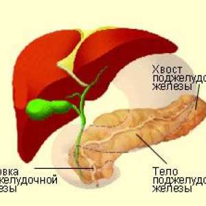 Dimenzije glave pankreasa, stopnja tvorb volumna zdravljenja