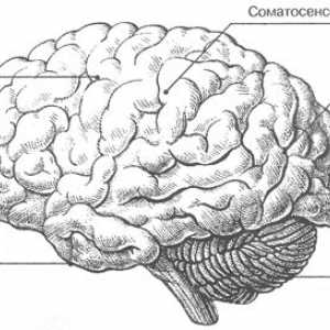 Možgani: zunanje lastnosti