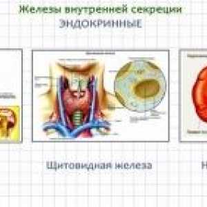 Hormoni in žleze z notranjim izločanjem: funkcija