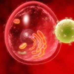 Imunske pomanjkljivosti povezane z disfunkcijo granulocitov in makrofagov