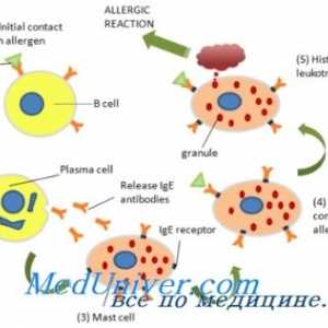 Imunoglobulin E (IgE) in eozinofilcev v alergijskih reakcij