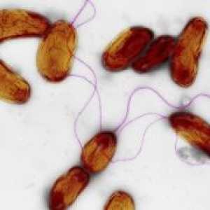 Okužbe s Vibrio cholerae povzroča ne