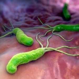 Okužbe z bakterijo Helicobacter pylori: zdravljenje, simptomi, vzroki, diagnoza, simptomi
