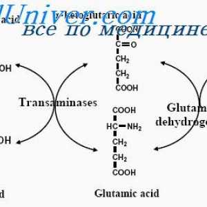 Bistvene in neesencialne aminokisline. Uporaba beljakovin za energetske potrebe