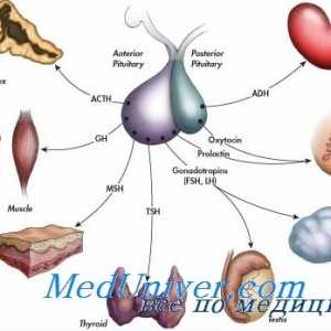 Zgodovina endokrinologije. Odkritje insulina, tiroidnih hormonov in menstrualni ciklus