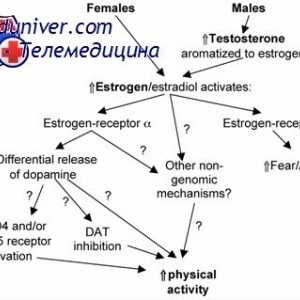 Jajčnikov Steroidogeneza. Teorija dveh celic dveh gonadotropinov