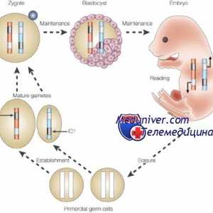Epigenetsko ureditev jajčnih celic. Genetsko vtisnjenje